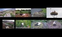 birdsnestinglivestream47
