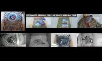 birdsnestinglivestream45