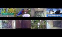 birdsnestinglivestream71