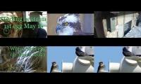 birdsnestinglivestream10