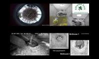 birdsnestinglivestream13