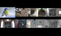 birdsnestinglivestream9