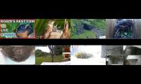 birdsnestinglivestream42
