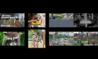 birdsnestinglivestream68