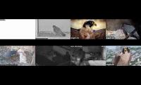 birdsnestinglivestream6