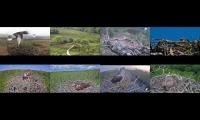 birdsnestinglivestream16