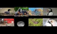 birdsnestinglivestream37