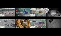 birdsnestinglivestream34