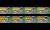 Thumbnail of Gila ikannya banyak banget - Panen Koi di tengah perkebunan || Auto panen