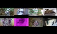 birdsnestinglivestream10