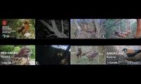 birdsnestinglivestream62