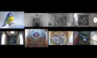 birdsnestinglivestream9