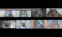 Thumbnail of birdsnestinglivestream45