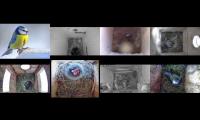 Thumbnail of birdsnestinglivestream9