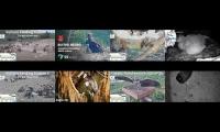 Thumbnail of birdsnestinglivestream34