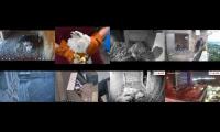 birdsnestinglivestream5