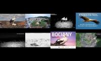 birdsnestinglivestream43