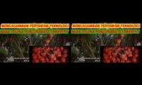 Thumbnail of Mengagumkan Pertanian Teknologi Delima Budidaya Pomegranate Pertanian Dan Harvest