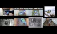 birdsnestinglivestream45