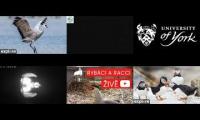 birdsnestinglivestream72