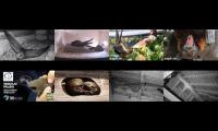 birdsnestinglivestream29