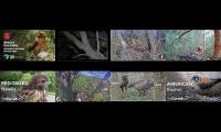 birdsnestinglivestream62