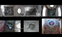 birdsnestinglivestream9