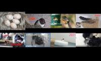 Thumbnail of birdsnestinglivestream31