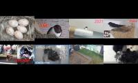 birdsnestinglivestream31
