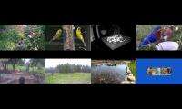birdsnestinglivestream73