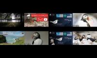 birdsnestinglivestream72