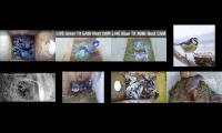 birdsnestinglivestream45