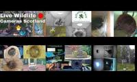 birdsnestinglivestream8