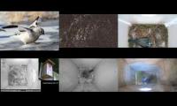 birdsnestinglivestream75