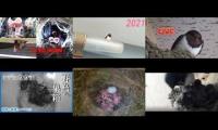 birdsnestinglivestream31