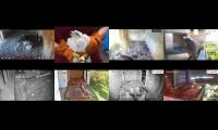 birdsnestinglivestream5