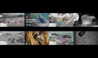 birdsnestinglivestream34