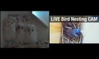 birdsnestinglivestream76