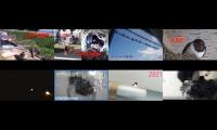 birdsnestinglivestream31