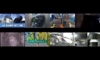 birdsnestinglivestream71