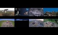 birdsnestinglivestream16
