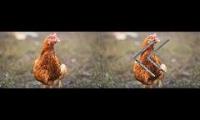 How to Morph into a Chicken in Might confuse you