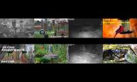 birdsnestinglivestream79