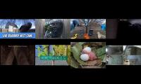 birdsnestinglivestream71