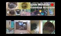 birdsnestinglivestream8