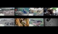 Thumbnail of birdsnestinglivestream34