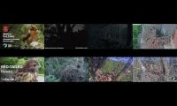birdsnestinglivestream4