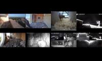 birdsnestinglivestream7