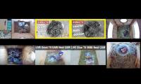 birdsnestinglivestream9