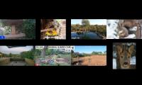 birdsnestinglivestream70